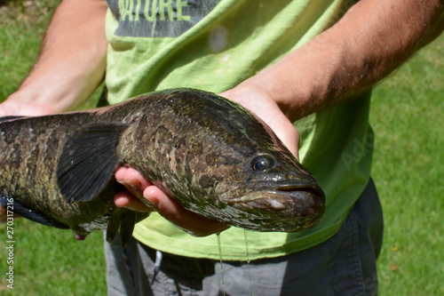 Northern Snakehead caught in Virginia