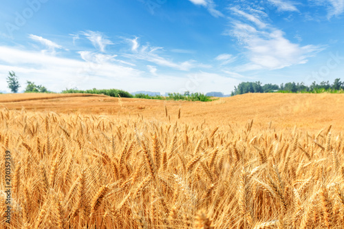 Yellow wheat field and blue sky