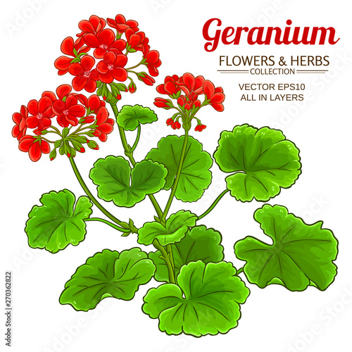 geranium plant illustration