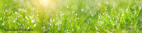 Beautiful green grass texture, abstract blurred natural background. meadow grass with drops dew close up. artistic image of purity freshness nature. ecology, save earth concept. banner
