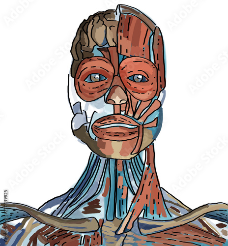 Anatomy human head sketch illustration art. Illustration