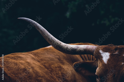 Texas longhorn cow on farm, shows detail in horn close up.