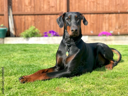 Doberman Black and Tan 