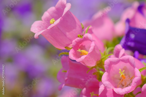 campanula flower