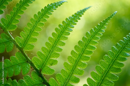 green fern leaf textured in summer in the nature, ferns in the forest
