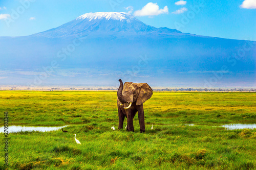 Elephant at Mount Kilimanjaro