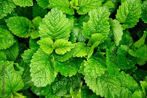 Lush lemon balm flowers outdoors.