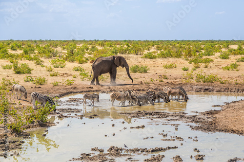 waterhole in Etosha savanna with elephant and zebras, blue sky