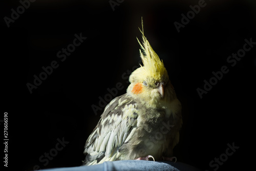 resting parrot