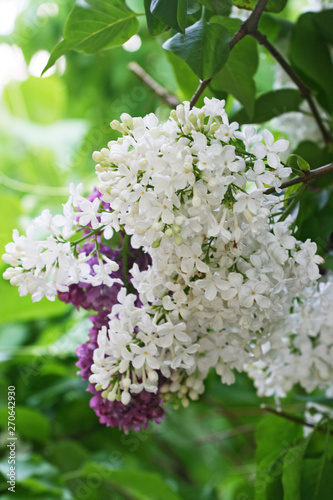 Lilac flowers are white and purple among foliage