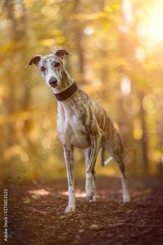 Portrait, Whippet Hündin im herbstlichen Wald