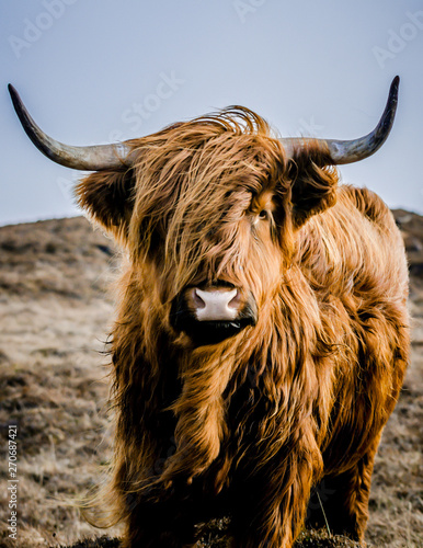 highland cow