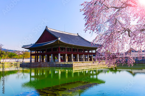 Sunrise and Beautiful cherry blossoms at Gyeongbokgung palace this image can use for travel,Sakura and Holiday concept
