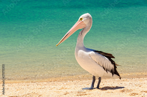 Australian pelican on the beach - Monkey Mia, WA, Australia