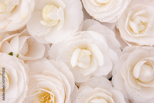 Close-up of white camellia