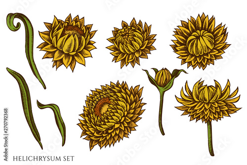 Vector set of hand drawn colored helichrysum