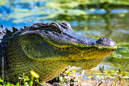 Alligator on the bank sunning itself!