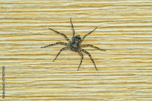 A small spider of variegated colors on the wall.