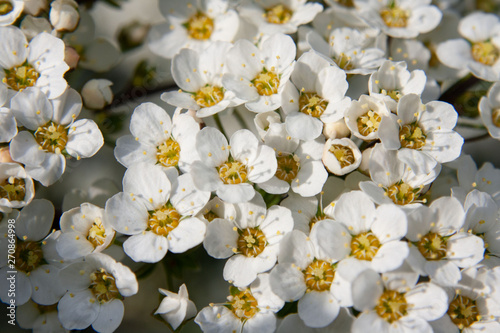 Krzew tawuły szarej (Spiraea cinerea) pokryty białymi kwiatami