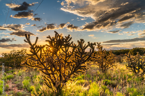 Golden Hour Cactus Sunset