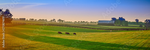 Thoroughbred Horses Grazing at Sunset