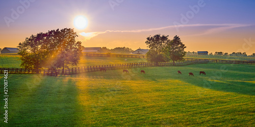 Thoroughbred Horses Grazing at Sunset