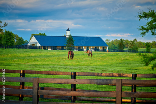 Two Thoroughbred Horses Grazing in a Field