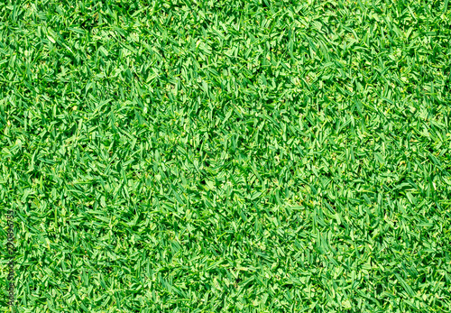  Beautiful green grass