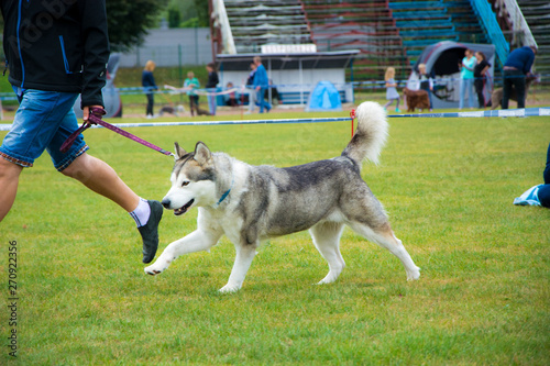 Husky biegnie z właścicielem