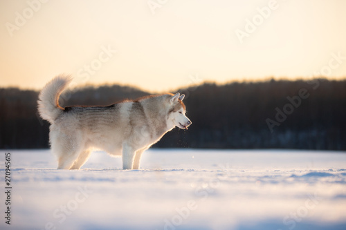 Beautiful and free siberian husky dog standing in the snow field in winter