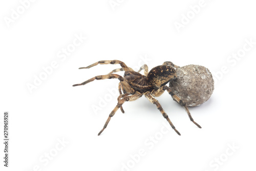 Female of wolf spider with cocoon isolated on white