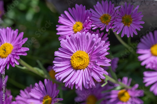 Top view of light violet flower head of china aster