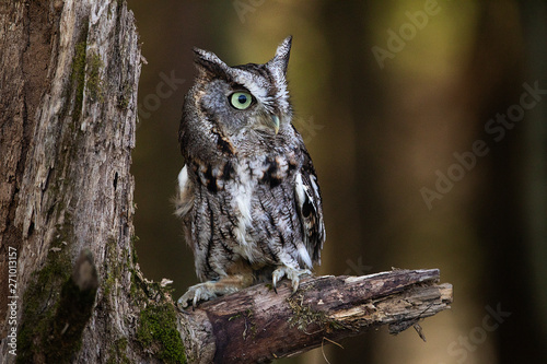 Screech Owl Sitting on a tree