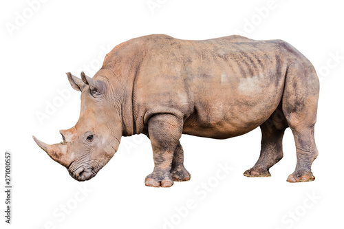 Big rhino in the zoo isolate white background with clippingpath.