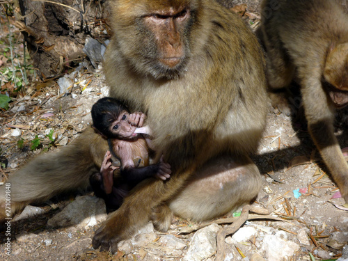 Gibraltar monkeys