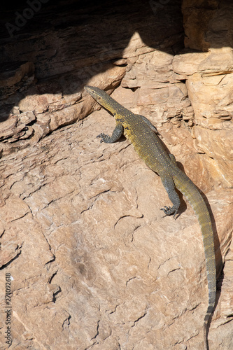 A Nile Monitor climbing a rock face to investigate a cave, iMflolozi, South Africa.