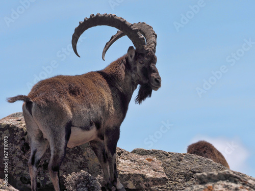 Capra walia, Walia ibex, is the rarest ibex, in the Simien Mountains of Ethiopia lives about 500 animals.