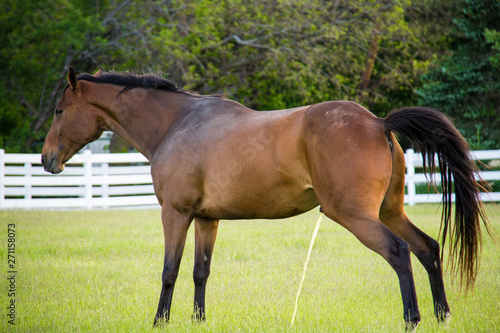 horse in the field peeing