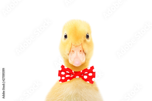 Portrait of a funny little duckling in a bow tie, isolated on white background