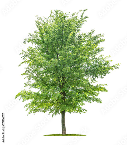 Isolated tree on a white background - Ulmus - Elm