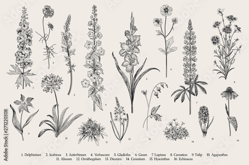 Garden flowers. Set. Vintage vector botanical illustration. Black and white
