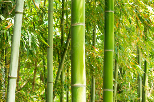 The image of bamboo grove in suburban Nagoya, Japan