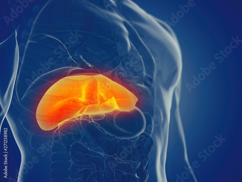 3d rendered medically accurate illustration of a mans liver