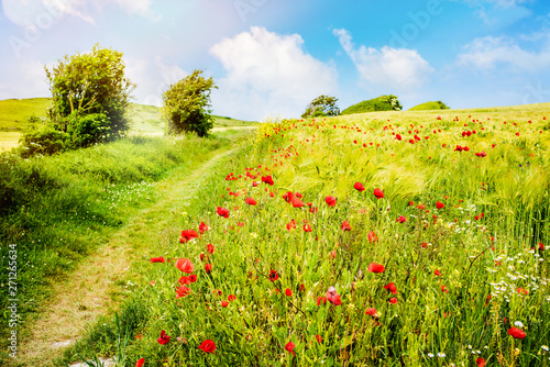 magnifique coquelicots en fleur dans la lumière du printemps