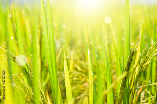 Water drops on paddy leaves with soft sunlight in paddy field