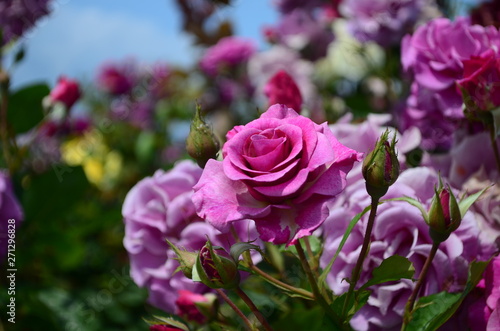 amazingly beautiful roses on the island of Nessebar Bulgaria