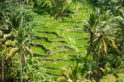 Bali, Indonesia. Tegalalang Rice Terraces near Ubud.