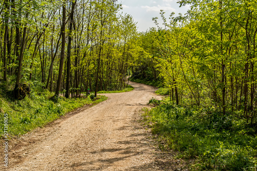 Dirt path in the woods on the hills of Montello, Treviso - Italy