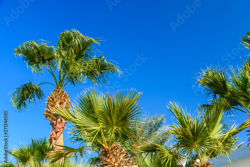 Green sabal palm trees against the blue sky