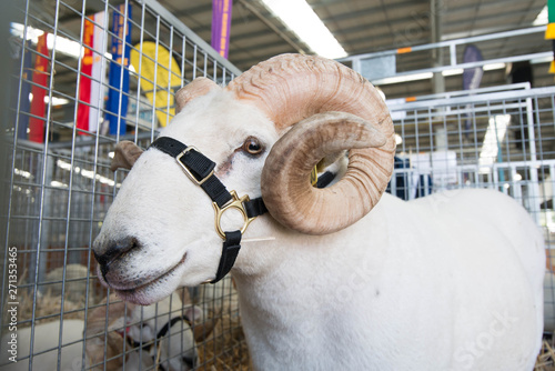 Award winning show rams at Royale Melbourne Show